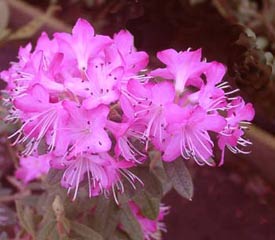 R. 'scabrifolium'